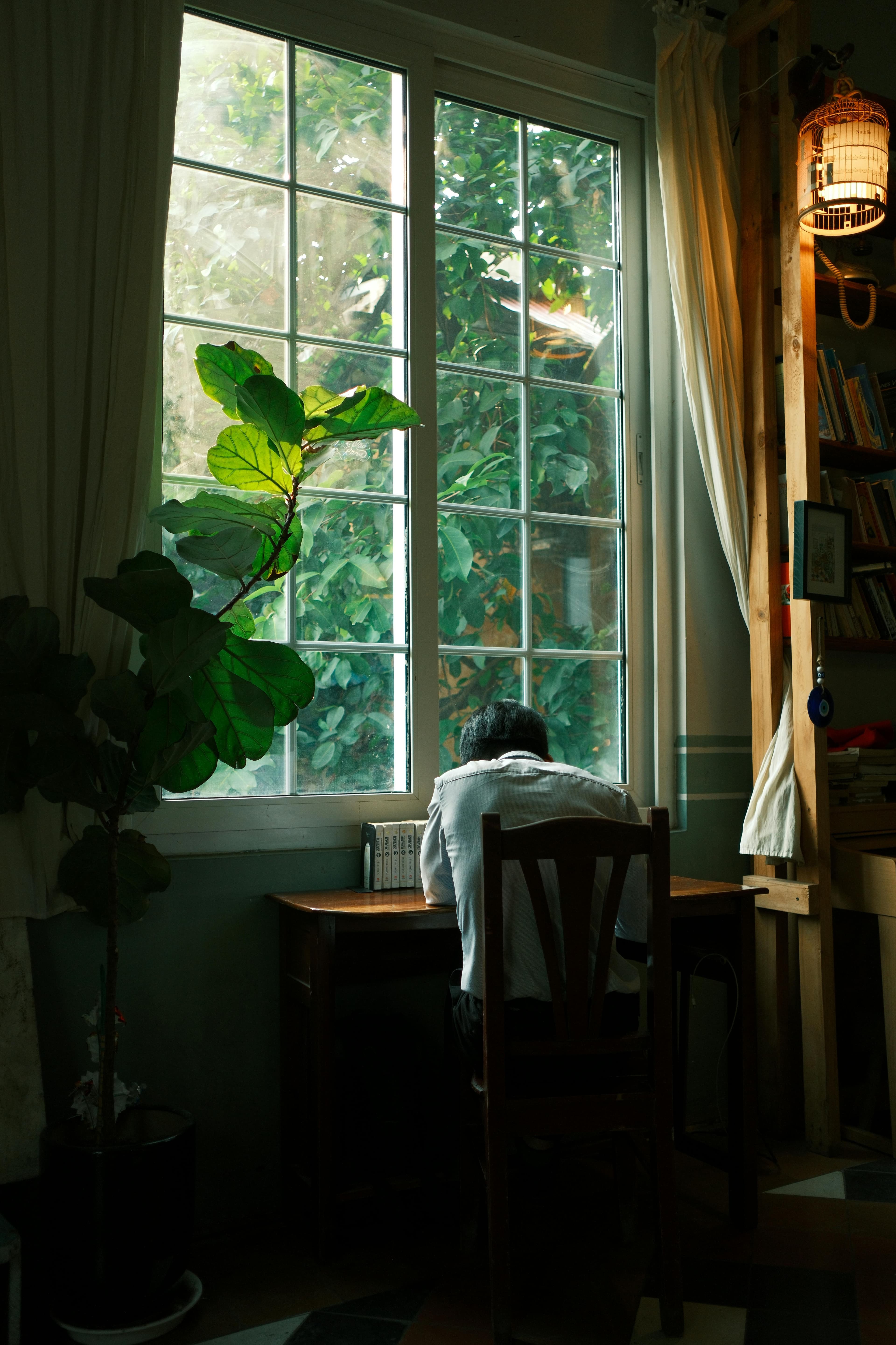Sunlit window with a fiddle leaf fig